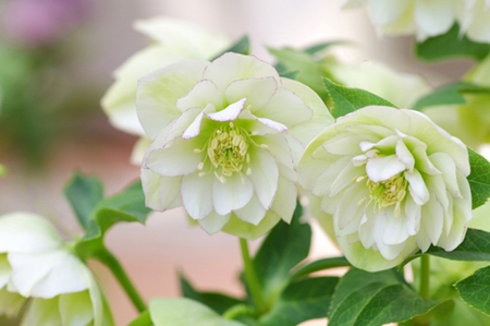 Christmas rose (3).jpg