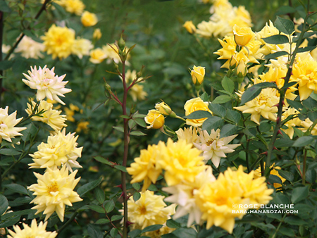 Yellow_Meillandina.jpg