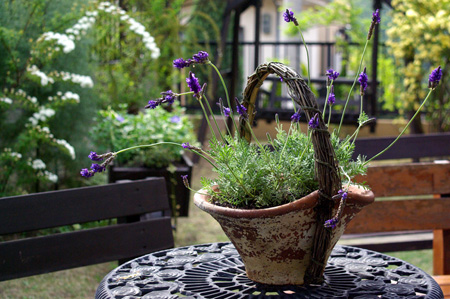 garden.jpg