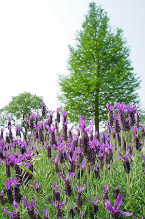 lavender.jpg