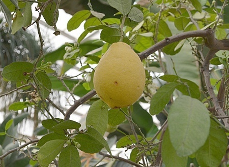 lemon002.jpg