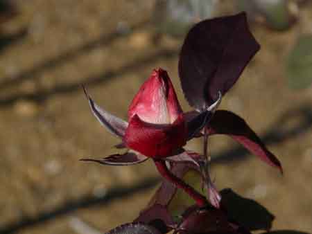 rose (1).jpg